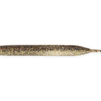 Gold Flash Minnow