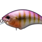 PH45 - Purple Gill JDM